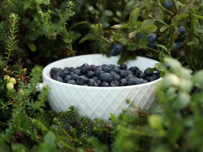 Bilberry