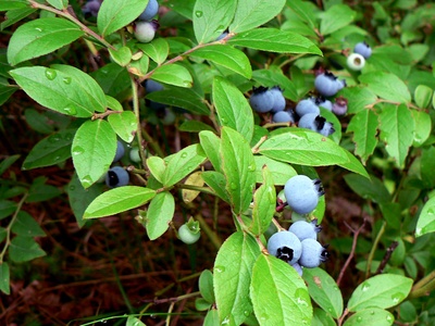 Bilberry / Blueberry