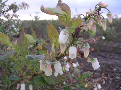 Bilberry (wild blueberry)