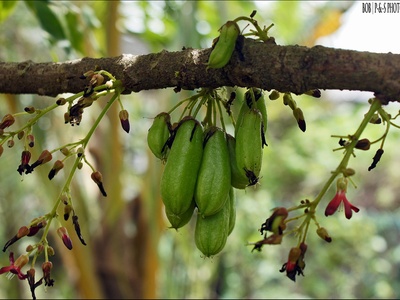 Bilimbi (Belimbing buluh)
