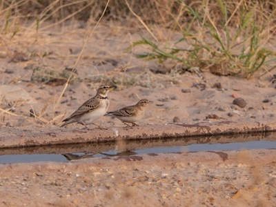 Bimaculated Lark