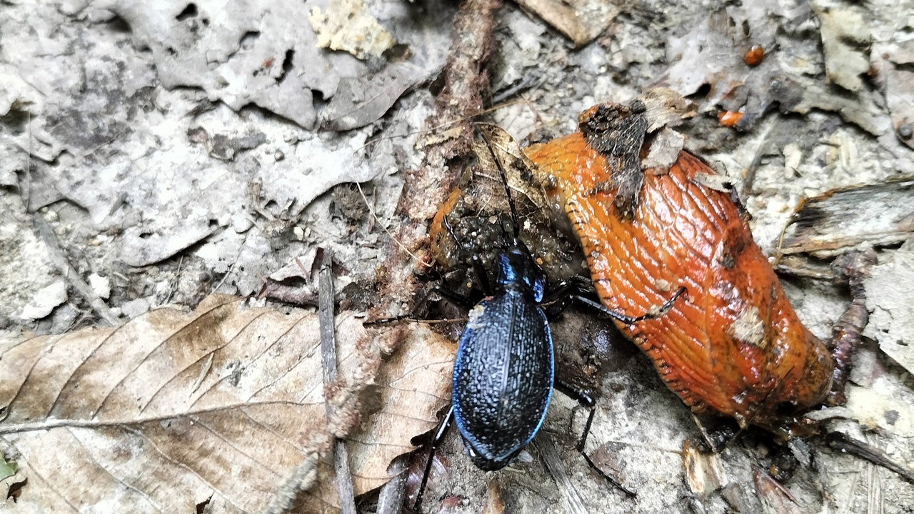 Ducks and ground beetles help control slugs