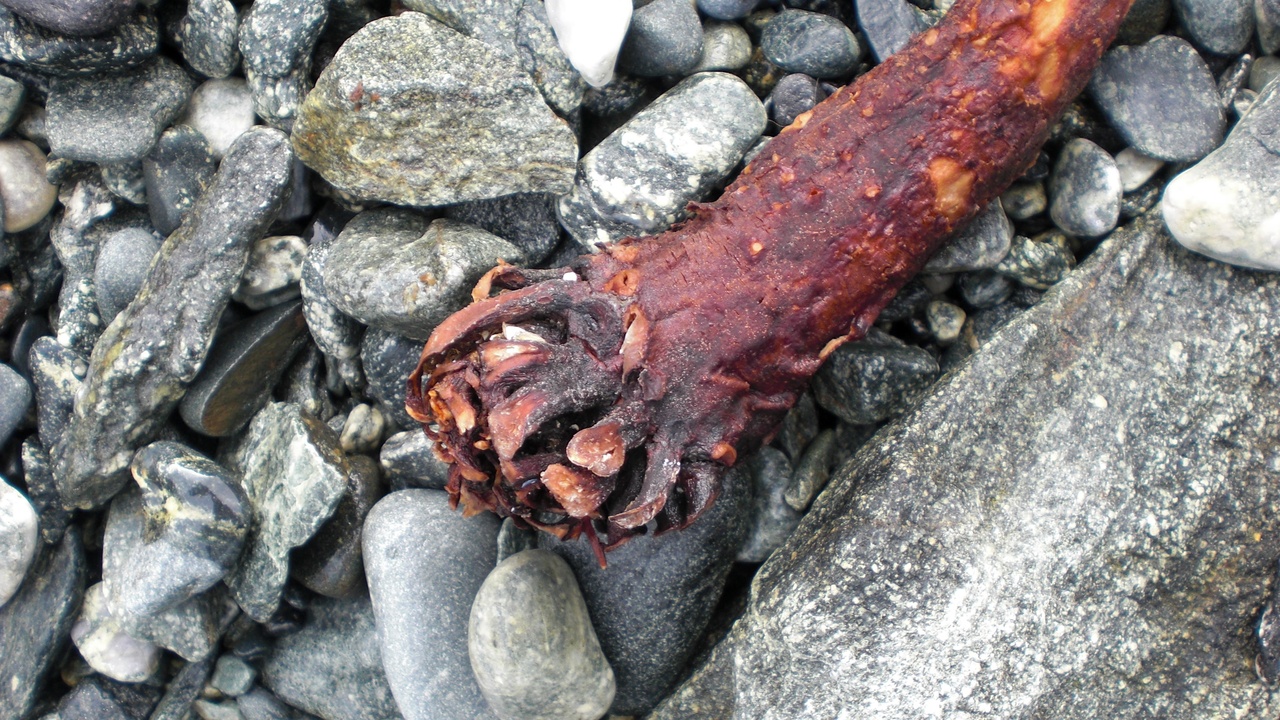Close-up of kelp anatomy showing holdfast, stipe, blades and pneumatocyst