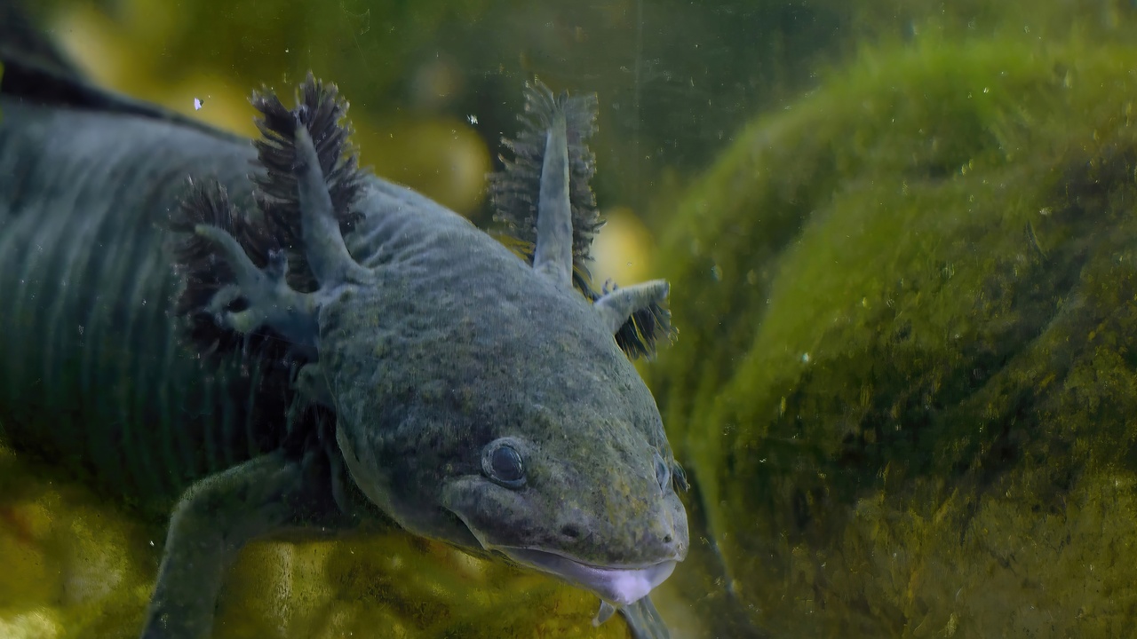 Axolotl showing external feathery gills and juvenile features