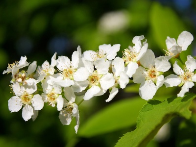 Bird cherry
