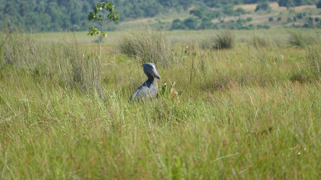 Shoebill in a papyrus wetland and a grey crowned crane
