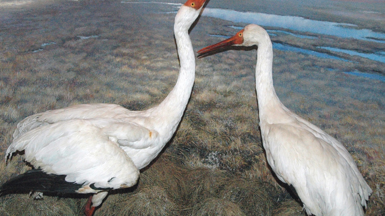 Siberian crane in wetland and Steller's sea eagle on a coastal cliff