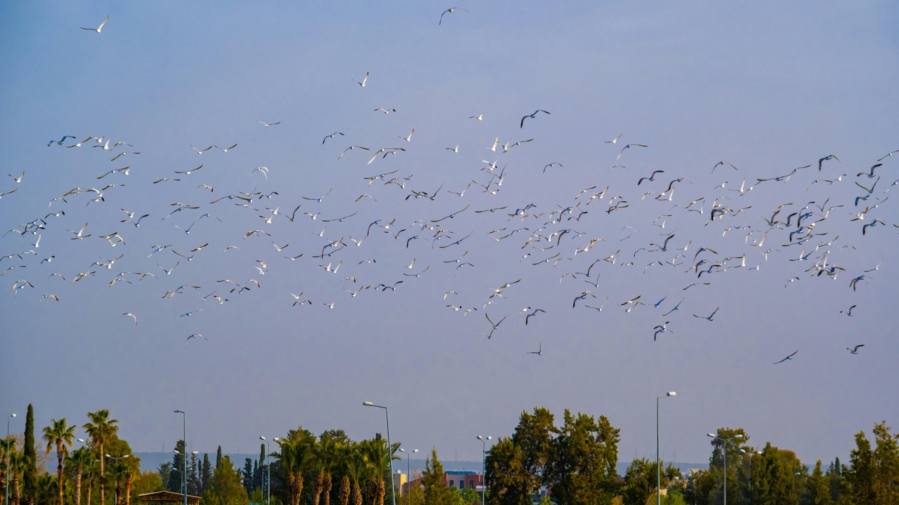 Migratory birds at a Jordan wetland, Dead Sea corridor