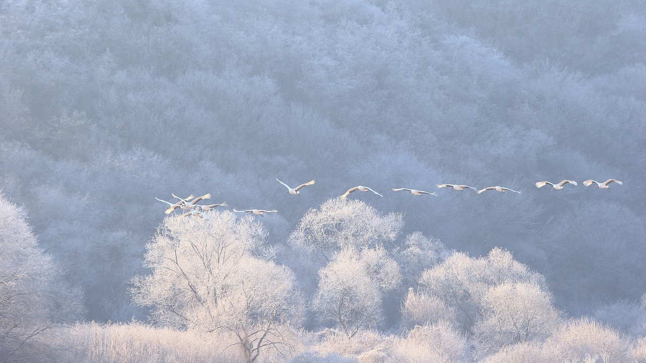 Red-crowned cranes and tidal flats as bird habitat in Korea