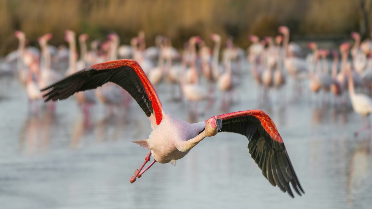 A white stork on a nest in Alsace, emblematic birds of eastern France