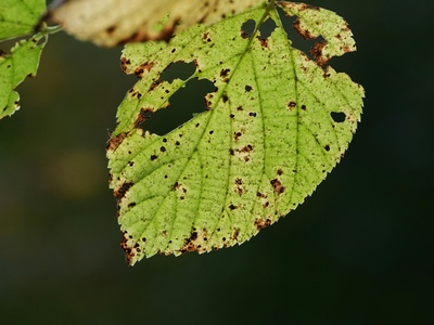 Bitter Leaf