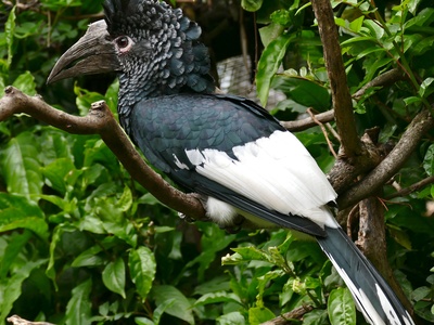 Black-and-white-casqued Hornbill