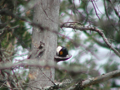 Black-backed Woodpecker