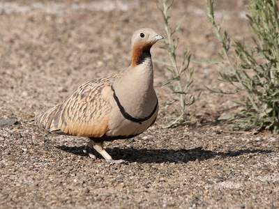 Black-bellied Sandgrouse