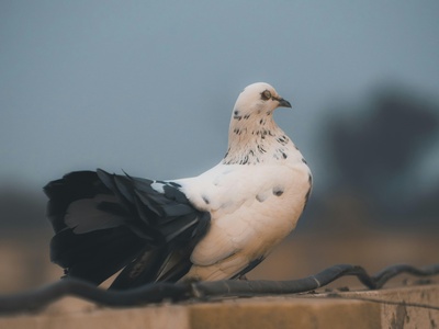 Black-billed Wood Dove
