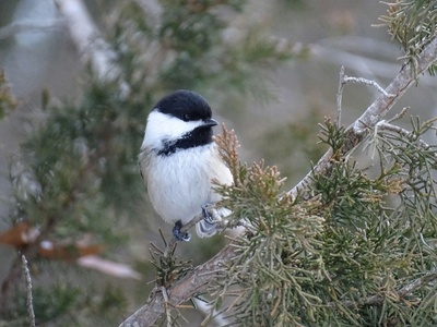 Black-capped chickadee