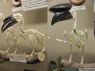 Black-casqued Hornbill