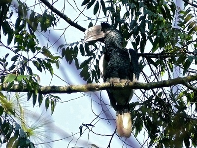 Black-casqued Hornbill