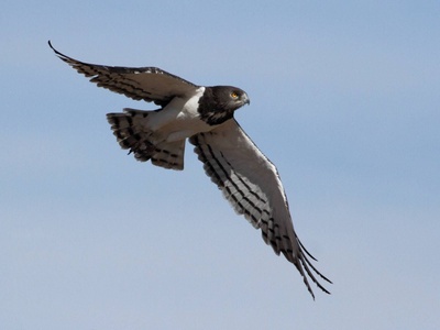 Black-chested Snake Eagle