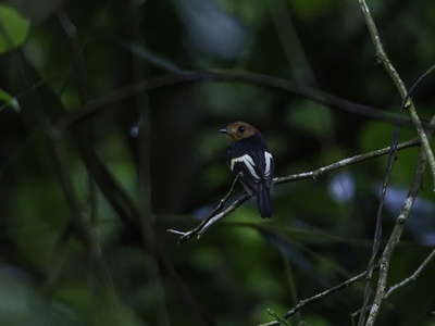 Black-chested Tyrant