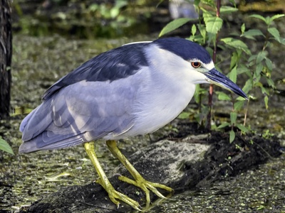 Black-crowned Night Heron
