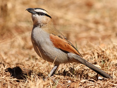 Black-crowned Tchagra