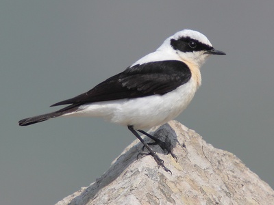 Black-eared Wheatear