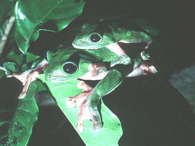 Black-eyed Tree Frog