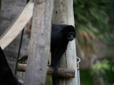 Black-faced Black Spider Monkey