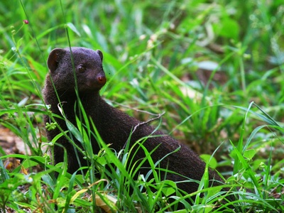 Black-footed Ferret