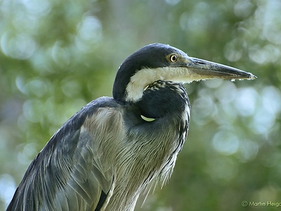 Black-headed Heron
