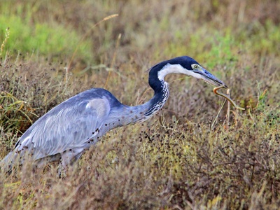 Black-headed Heron