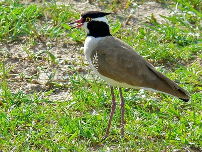 Black-headed Lapwing