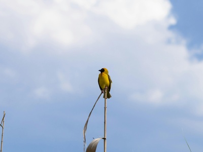 Black-headed Weaver