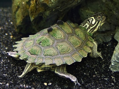 Black-knobbed Map Turtle