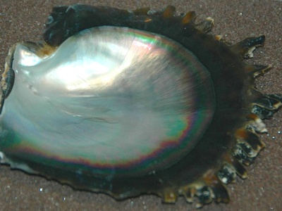 Black-lipped Pearl Oyster