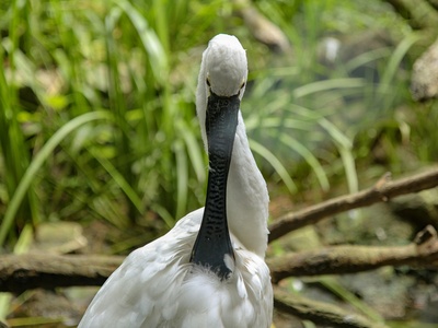Black-necked Crane