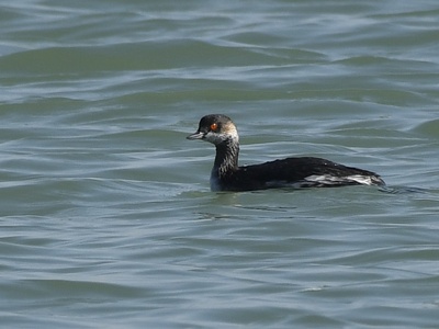 Black-necked Grebe