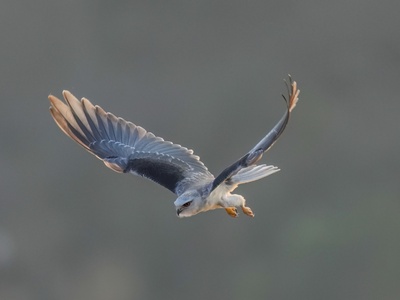 Black-shouldered Kite