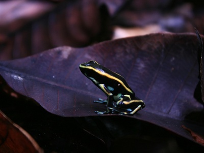 Black-sided Cascade Frog