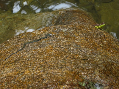 Black-spotted Rock Frog