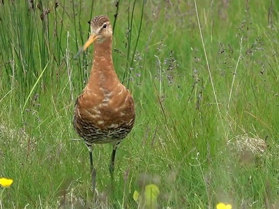 Black-tailed Godwit