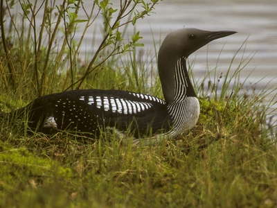 Black-throated Diver