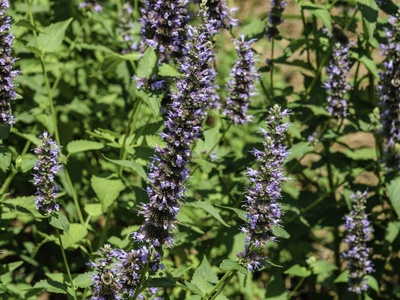 Black Adder Hyssop