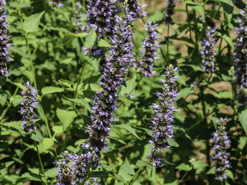 Black Rash Plant List of Black Plants - Flora Fauna Fun
