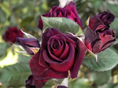 Black Baccara Rose