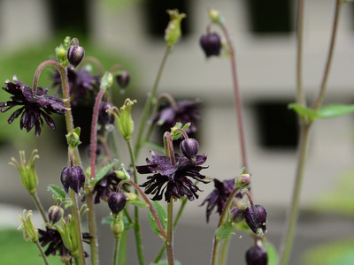 Black Barlow Columbine