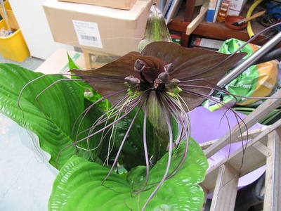 Black Bat Flower