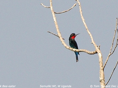 Black Bee-eater