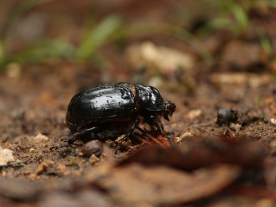Black Carrion Beetle